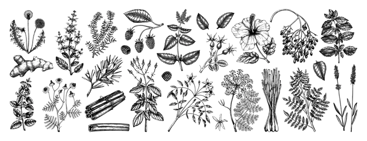 Hand drawn tea ingredients collection in vintage style. Botanical illustration of fruits, flowers, leaves, and herbs for recipe, menu, label, icon, packaging. Herbal tea ingredients set